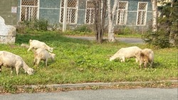 19 коз пришли на территорию психиатрической больницы Южно-Сахалинска
