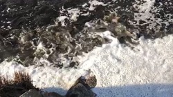 Кишащую сахалинской красноперкой реку нашли в Поронайском районе