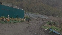 Жители Холмского района пожаловались на бездомных собак во дворе дома 