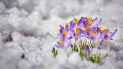 Синоптики прогнозируют снег и нулевые температуры в Южно-Сахалинске 7 мая 