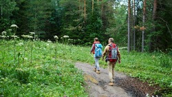 Прогулки в лесу запретили в Корсаковском районе 