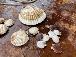 Миллионы особей гребешка и устриц выращивают на частной акваферме в заливе Анива