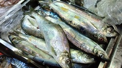 Где купить рыбу по низким ценам, рассказали жителям Южно-Сахалинска 28 апреля 