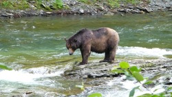 На Сахалине в туше убитого в Долинске медведя нашли опасного инфекционного возбудителя