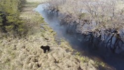 На севере Сахалина квадрокоптер застал медведя в естественной среде обитания