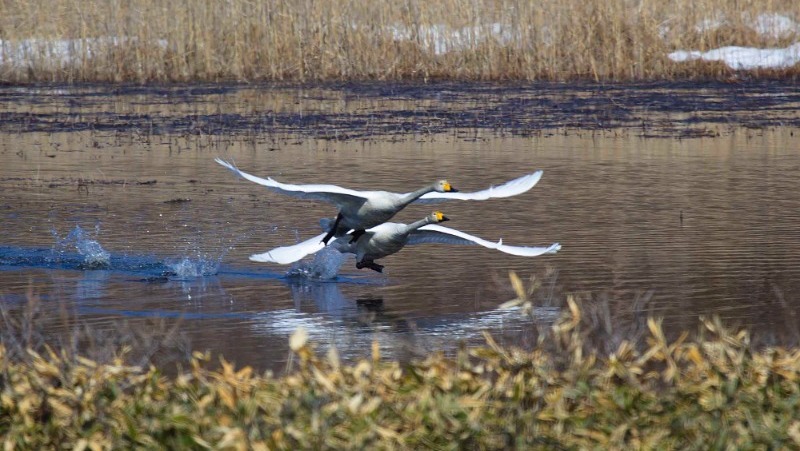 Рекордное количество лебедей зафиксировали на Кунашире