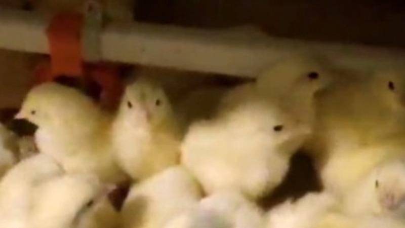 Сахалинская птицефабрика «Островная» возобновит продажи яиц к осени 2024 года 