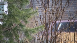 Сильный ветер и дожди обрушатся на Сахалин и Курилы 30 апреля