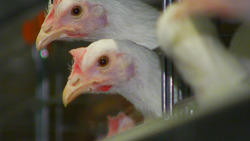 На птицефабрике Сахалина считают потери яйца и мяса после гибели кур