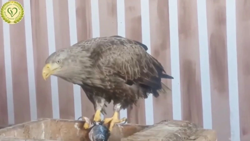 Сахалинские волонтеры спасли краснокнижного орлана-белохвоста