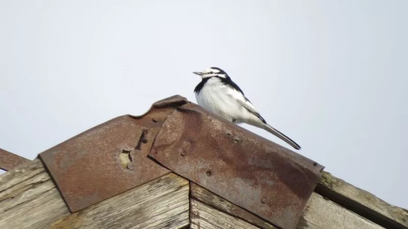 Пуночки и трясогузки принесли весну на Северные Курилы (ВИДЕО)