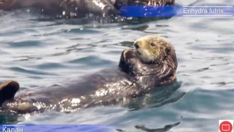 Защитники дикой природы и ученые создадут рабочую группу по сохранению каланов