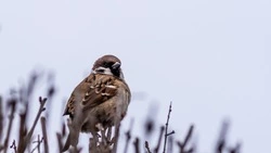 Более 1300 воробьев насчитали на Сахалине и Курилах за время всероссийской переписи