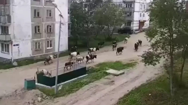 Улицы Охи захватила «банда Рогатос»