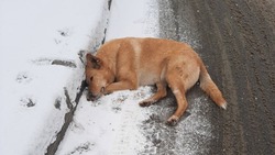 Бездомная собака под снотворным вызвала тревогу у жителей Южно-Сахалинска