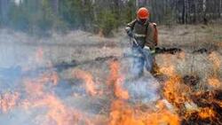 В зоне лесных пожаров остаются два района Сахалина