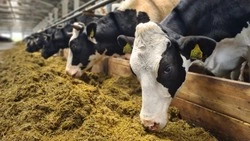 Более 3 млрд рублей выделили власти аграриям на Сахалине