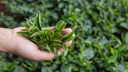 В Китае начался сезон сбора зеленого чая