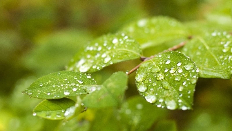 Дождь на севере и тепло на юге: точный прогноз погоды в Сахалинской области на 17 мая