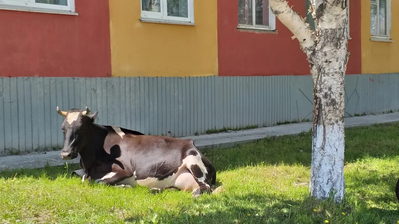 Жителей Охи попросили фотографировать коров-беспризорников