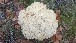 Редкий кучерявый гриб обнаружили в лесу на севере Сахалина