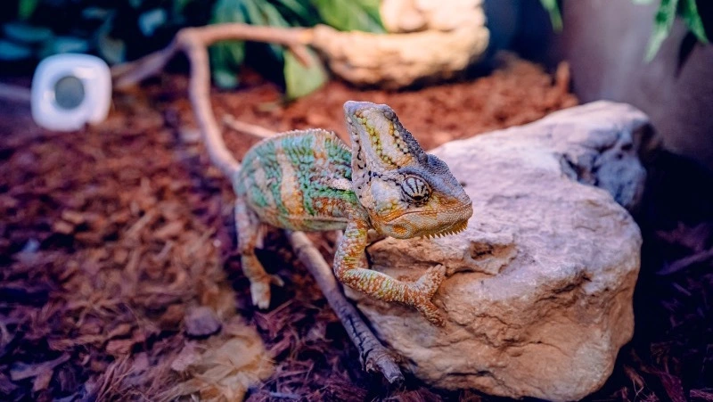 За содержание дома экзотических животных россиянам грозит крупный штраф