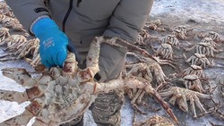 Банду браконьеров с грузом краба на 5 млн рублей задержали на Сахалине