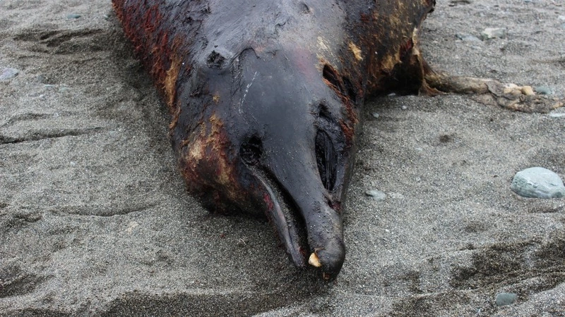 Московские ученые хотят заполучить череп мертвого плавуна с берега Сахалина