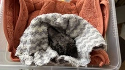 Птенца из кашпо возле банка передали специалистам фонда «Зеленый Сахалин»