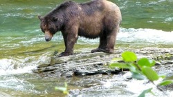 Минэкологии  напомнило сахалинцам, как избежать встречи с медведем