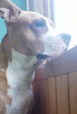 «Каждый день с болью»: срочный сбор на лечение собаки Берты объявили на Сахалине