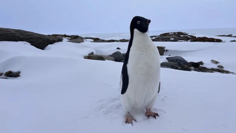 МТС провела связь в важном логистическом центре Антарктиды — бухте Тала