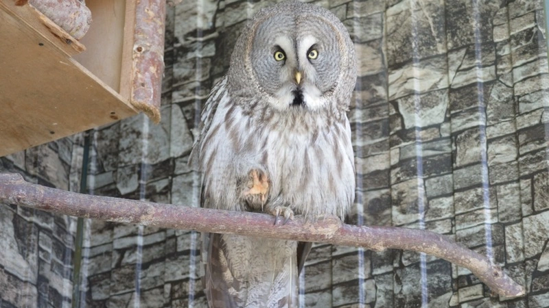 Краснокнижная неясыть поселилась в сахалинском зоопарке