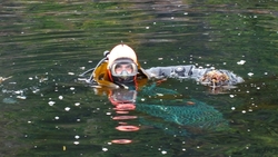 СахНИРО оценит состояние морских биоресурсов южных Курил