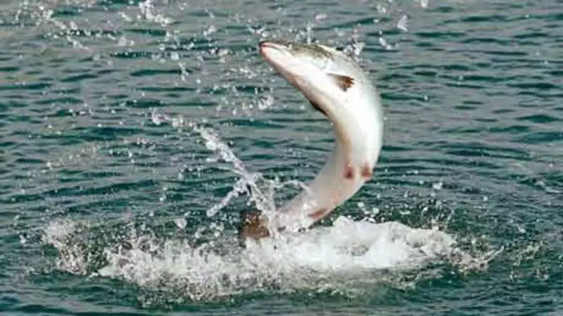 Трое сахалинцев незаконно выловили 250 хвостов лосося