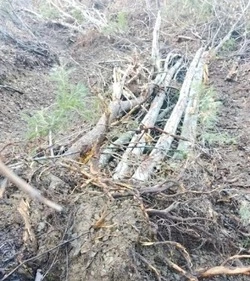 Сахалинец предстанет перед судом за незаконную вырубку гектара леса