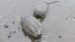 Море забросало деликатесами побережье Тараная 23 апреля