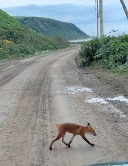 Сахалинка встретила лису-бобтейла по пути на мыс Кузнецова
