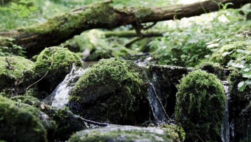 «Горный воздух» объявил режим работы канатных дорог в выходные дни с 12 по 13 августа