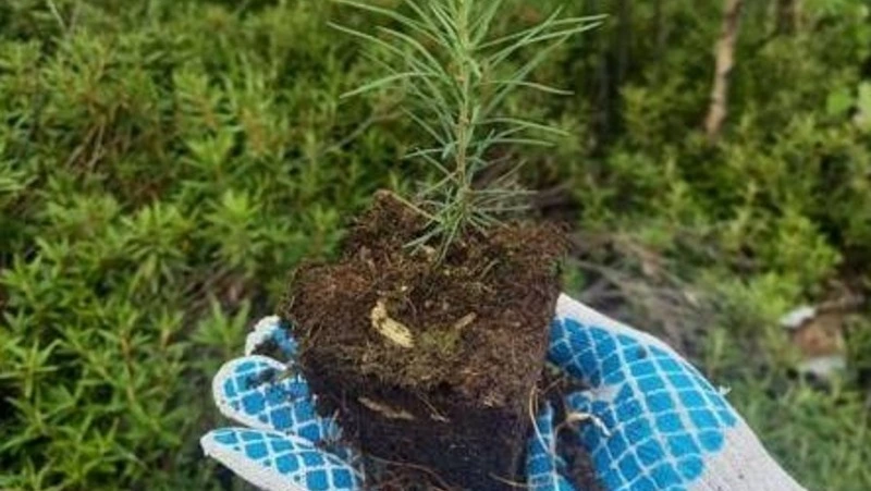 Новый лес высадят на болотах в Поронайском районе