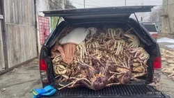 Семейный бизнес на крабах: на Сахалине задержали скупщиков нелегальной добычи