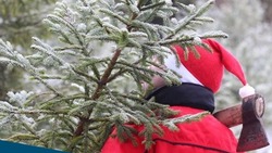Почти 6 тысяч елок срубят на Сахалине и Курилах к Новому году