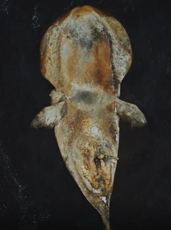 К берегам Сахалина вынесло двух мертвых китов