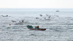 Почти 200 японских шхун вышли на добычу морской капусты в районе Южных Курил