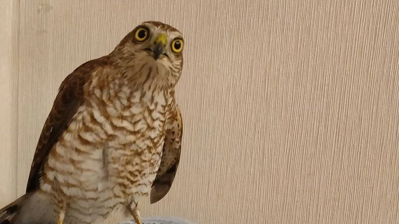 «Мелкий Топотун отправился домой»: зоозащитники выходили раненого ястреба на Сахалине