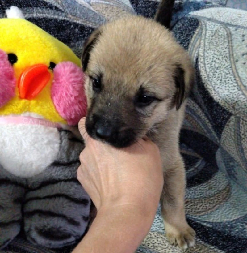 Семья щенков после спасения от смерти осталась без жилья на Сахалине