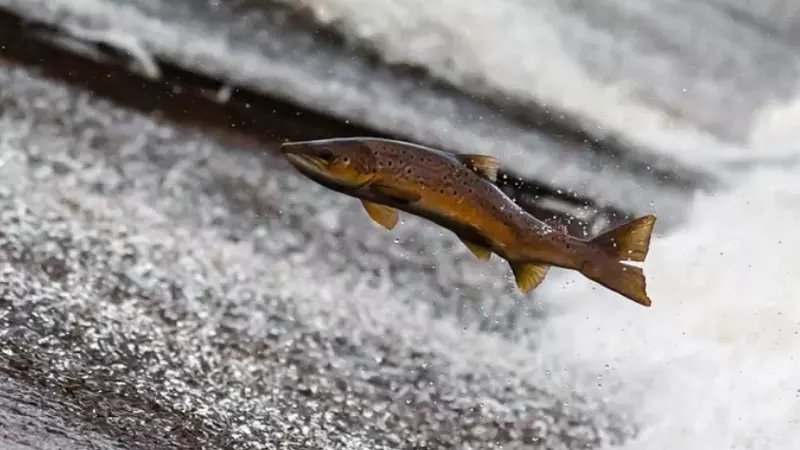 «Идет красавица!» Сахалинка сняла заход лососевых на нерест на востоке острова