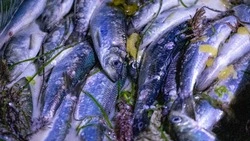 Ажиотаж из-за косяков селедки идет днем и ночью на берегу Пригородного