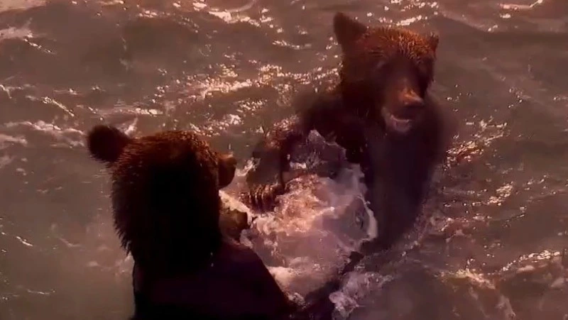 Обнимашки медведей из прошлого на Сахалине взлетели в тренды TikTok 