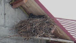 Фотофакт: вороны свили гнездо на недостроенном здании школы в Северо-Курильске